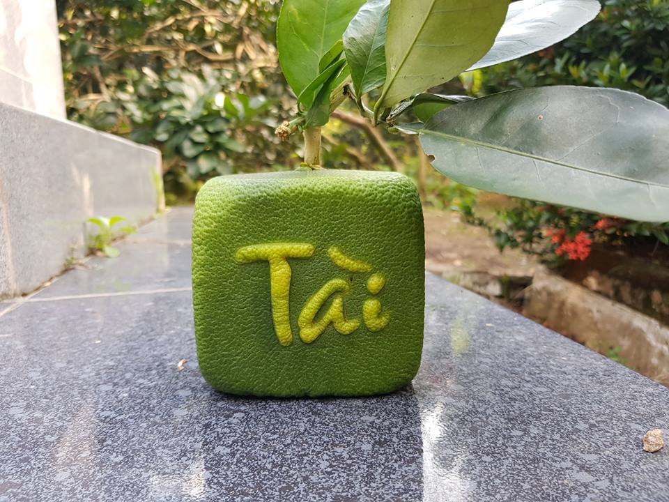 Quả[-]bưởi[-]vuông[-]kỳ[-]lạ[-]lần[-]đầu[-]tiên[-]xuất[-]hiện[-]ở[-]Việt[-]Nam